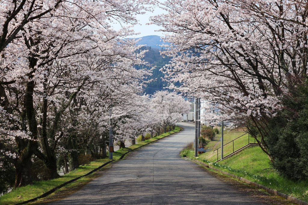 会社の桜が満開です！