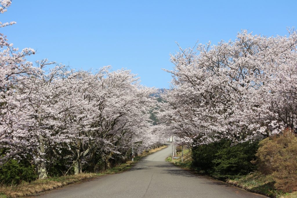 会社の桜が満開です。