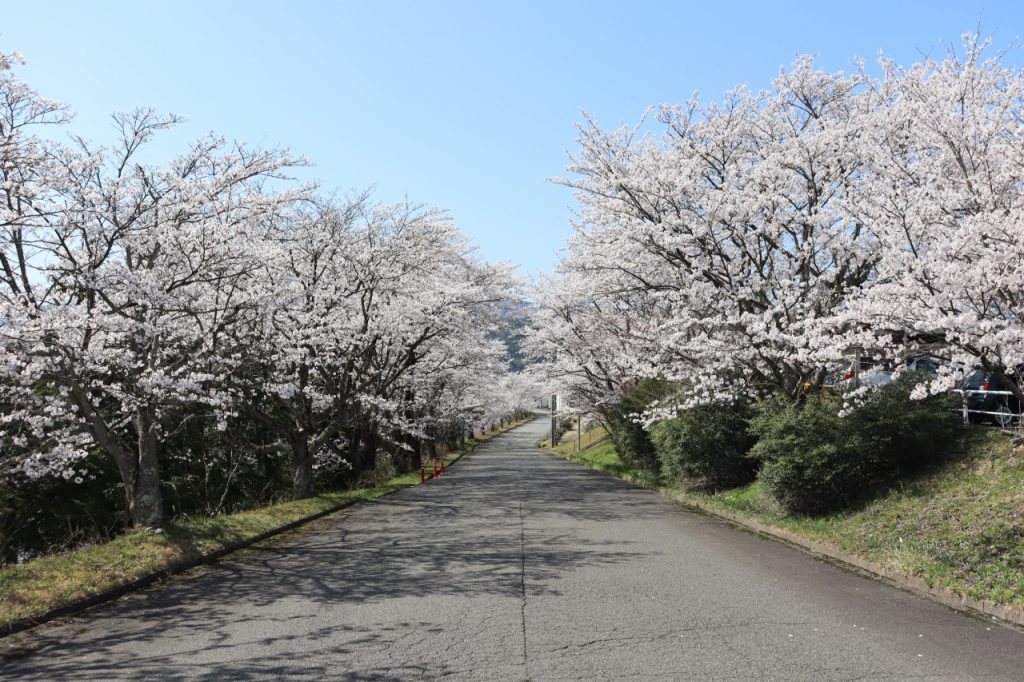 会社の桜が満開です！