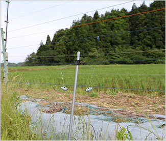 福井県 水田